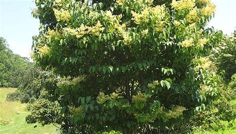 An excellent flowering tree for yards, streets, near large buildings and in groups. How to Plant a Japanese Lilac Tree | Garden Guides