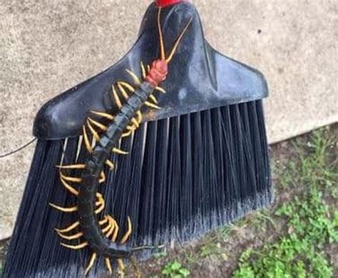 This Texas Sized Centipede Is ‘one Bad Dude The Washington Post