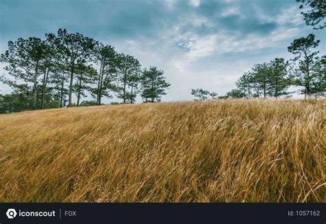 Free Wide Brown Grass Field Surrounded By Trees Photo Landscape