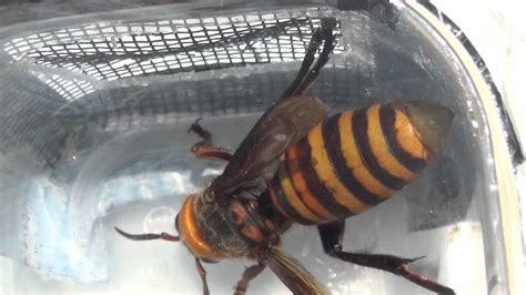 Queen Hornet Insect