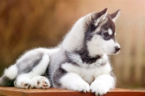 Diese liste erklärt dir die 13 besten hunde für anfänger. Siberian Husky: Eine Rassenbeschreibung | Husky welpen ...