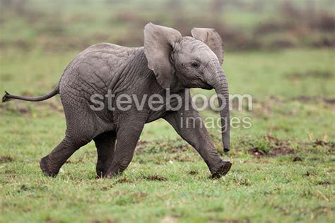 Baby African Bush Elephant In The Masai Mara Nr Kenya