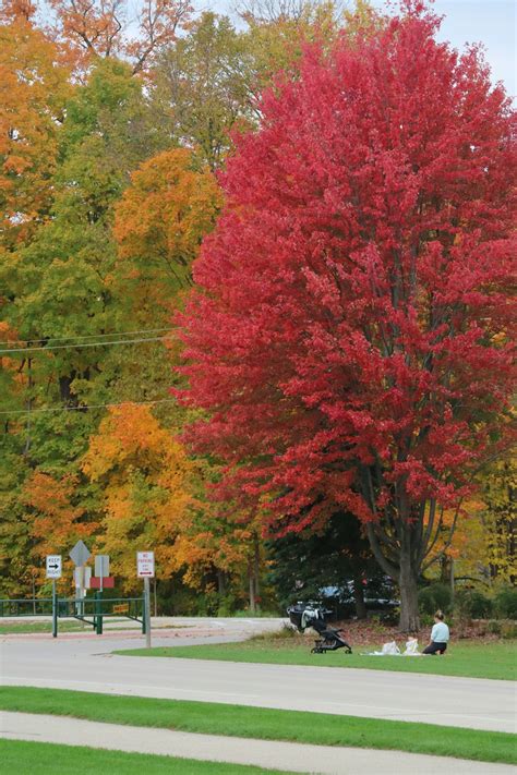 A Red Tree In The Middle Of A Park Photo Free Usa Image On Unsplash