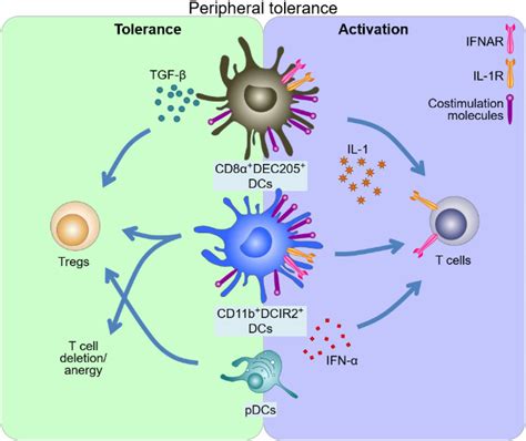 The Importance Of Dendritic Cells In Maintaining Immune Tolerance The
