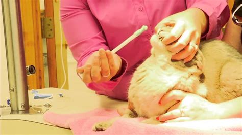 Using A Pet Piller To Medicate A Cat Uptown Tlc Pet Hospitals Youtube