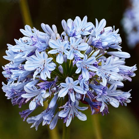 50pcs Oriental Lily Stargazer Blue Scented Perennial Bulbs Seeds Garden