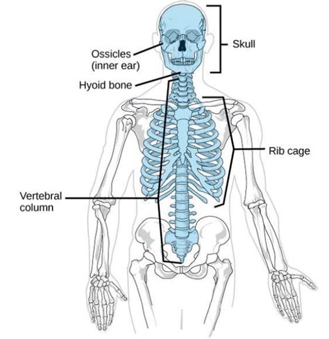 In Man The Axial Skeleton Is Made Up Ofa 80 Bonesb 100 Bonesc 103