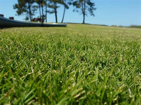 Zoysia Grass Facts Maintenance And Comparison Progardentips