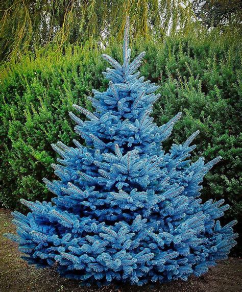 Blue Diamond Spruce Colorado Blue Spruce Blue Spruce Tree Picea Pungens