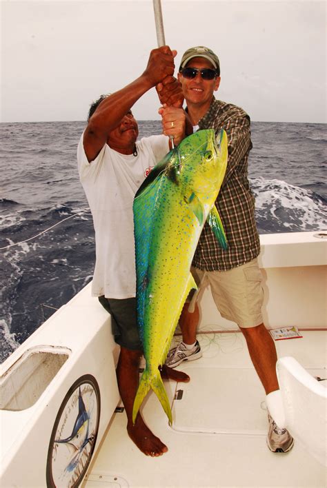 We did not find results for: MAHI MAHI FISHING CANCUN| Dolphin fish | Dorado fishing IN ...