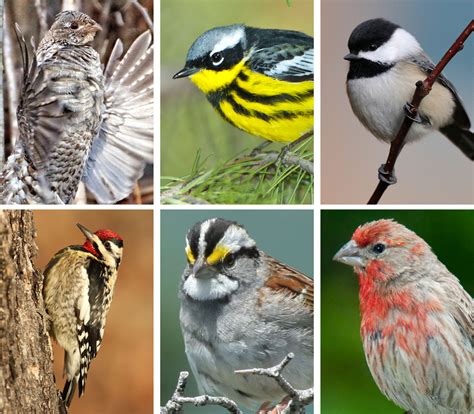 Scores Of Bird Species Could Disappear Due To Climate Change Study