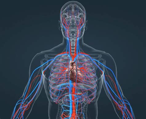 Sistema Circulatório Humano Anatomia Do Aparelho Cardiovascular
