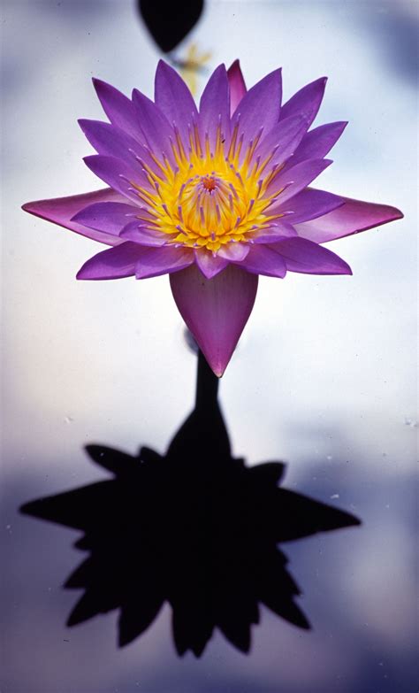 Be the first to contribute! Waterlily | Lotus flower quote, Lily lotus, Water lilies