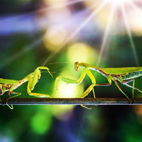 Do Praying Mantis Eat Their Mates And Why