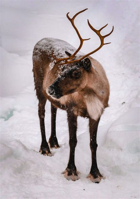 European Forest Reindeer Standing On Snowy Pasture · Free Stock Photo