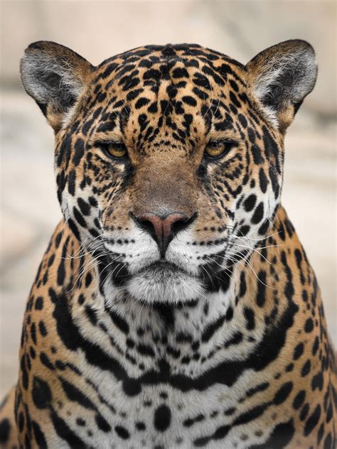 Jaguar Close Up By Jester Genso On Deviantart Jaguar Animal Wild