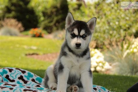 Husky puppies are loyal dogs who love their families. Siberian Husky puppy for sale near Lancaster, Pennsylvania ...