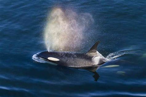 The Legacy Of The Southern Resident Orca Defenders Of Wildlife