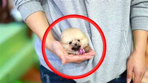 Top 10 Smallest Dogs In The World Youtube
