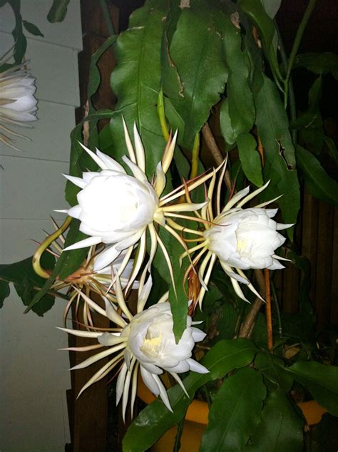 The quickest way to identify a thanksgiving cactus (schlumbergera truncata) is to check the leaves for pointy edges and so, unless the evidence is overwhelming, save your friendship. Happenings around Setters Run - Basil seed collection ...