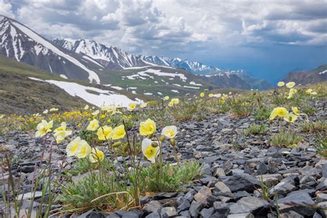 Climate Change Is Pushing Plants Into Arctic Disrupting Tundra Ecosystems