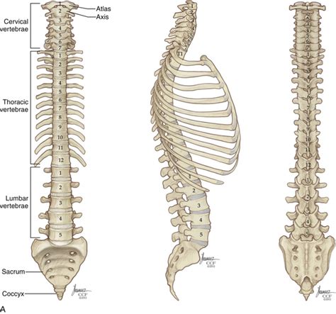 Applied Anatomy Of The Thoracic And Lumbar Spine Clinical Gate