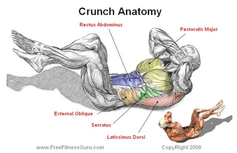 There are multiple anatomical areas within the abdomen, each of which contain specific contents and are bound by certain borders. weight loss for a healthy lifestyle: CRUNCHES