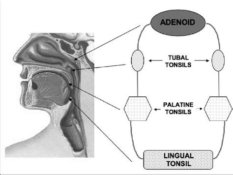 Pharyngeal Lymphoid Tissue Of Waldeyers Ring Comprises The Adenoid