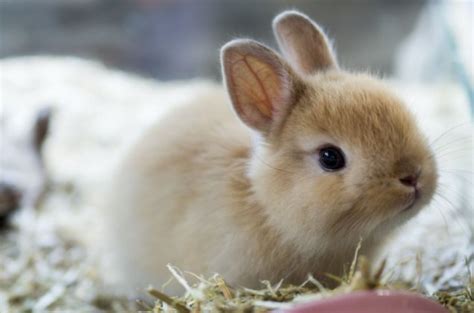 10 Most Popular Rabbit Breeds Petguide