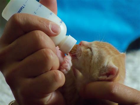 Nursing A Newborn Kitten The Pet Product Guru