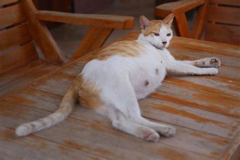 Pregnant Cat Nipples Vs Normal Cat Nipples The Difference With
