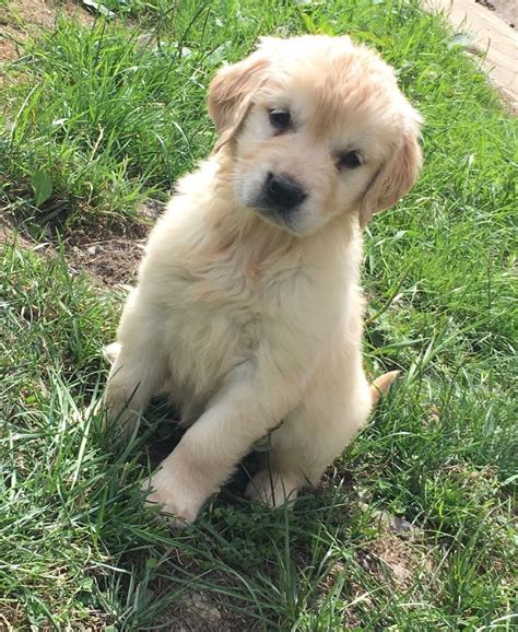 Reserve early, so you do not miss out on a perfect puppy! Golden Retriever Puppies For Sale | Sterling, OH #282629