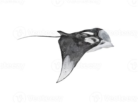Watercolor Of A Manta Ray Isolated On Transparency Background 35635728 Png