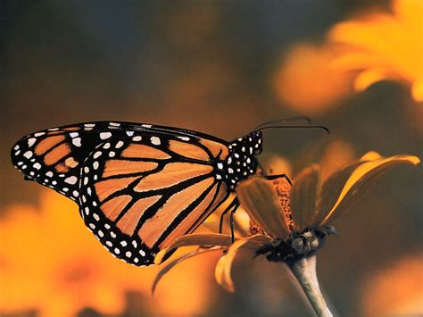 Monarch Butterfly Butterflies Wallpaper