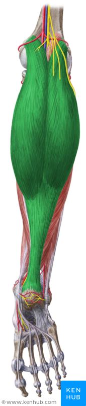 Gastrocnemius Muscle Musculus Gastrocnemius Muscle Vein Artery