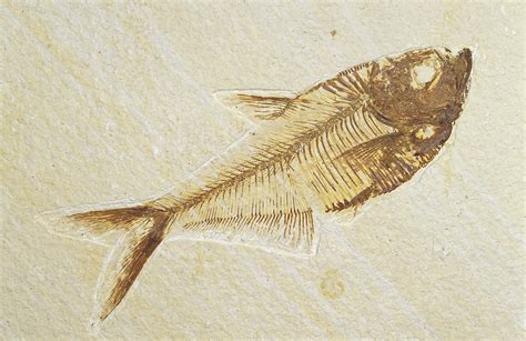 A Fish Fossil Diplomystus Dentatus Photograph By Jason Edwards