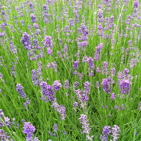 Lavandula Angustifolia Munstead English Lavender 35 Pot