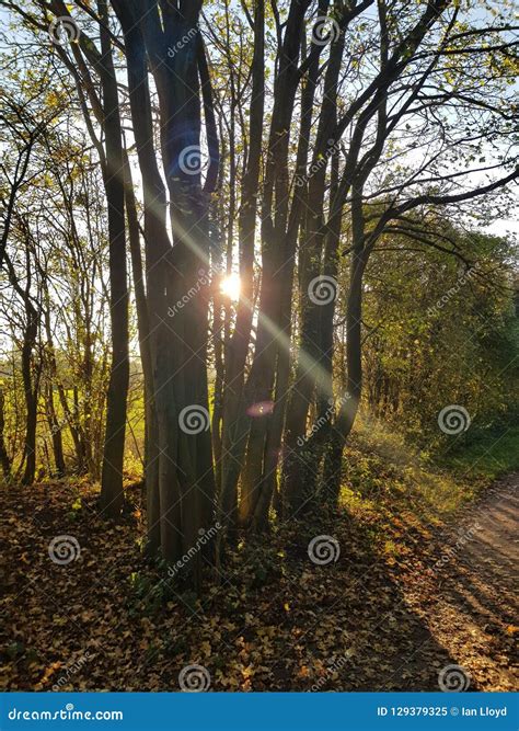 Sun Peeks Through Trees Stock Image Image Of Left Trees 129379325