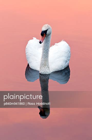 Mute Swan Cygnus Olor On Water With Reflection Stock Image Everypixel