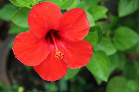When it comes to romantic gestures, fresh flowers are the classic way to go. 6 Flowers You See Everywhere In Singapore And Surprising ...