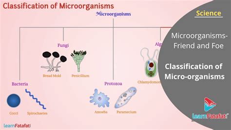 Microorganisms Friend And Foe Class 8 Science Classifications And