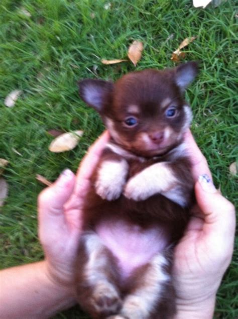 It's an expression of your style and personality. Long haired Chihuahua... | Chihuahua love, Fluffy animals ...