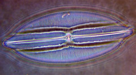 Diatom Comparison