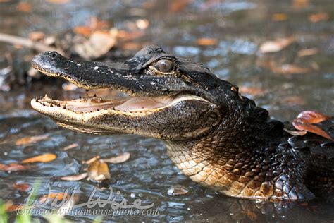 Okefenokee Gutter Gator Okefenokee Photography Project By William Wise