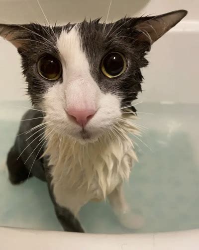 Soggy Wet Cats Tumbex