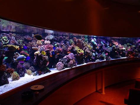 116 Best Images About Modern Design Aquariums On Pinterest Saltwater