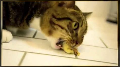 Brutal Kitten Eating Chick Bit Shocking Youtube