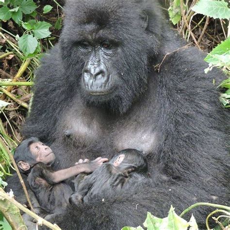 Gorilla Birth Caught On Camera Emerging Destinations