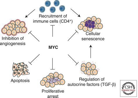 Myc Activation Is A Hallmark Of Cancer Initiation And Maintenance