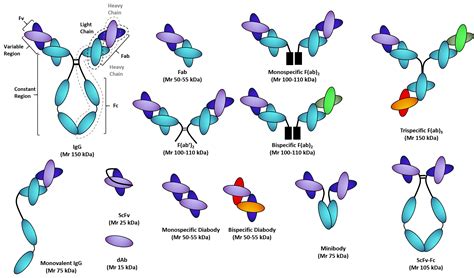 fig 3 the recombinant antibody fragments tebubio s blog